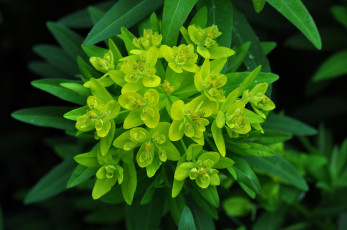 Картинка цветы молочай зеленый
