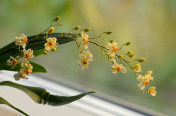 Картинка цветы орхидеи орхидея желтые ветка фон