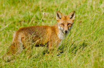 Картинка животные лисы луг трава лисичка