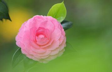 Картинка цветы камелии розовый лепестки листья фон