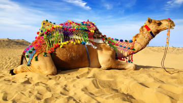 обоя животные, верблюды, песок