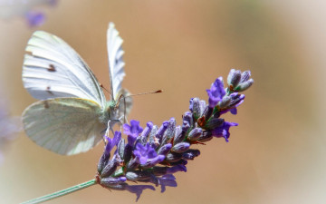 Картинка животные бабочки цветок фон бабочка