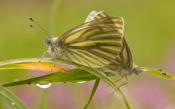 Картинка животные бабочки фон роса капли две травинка макро