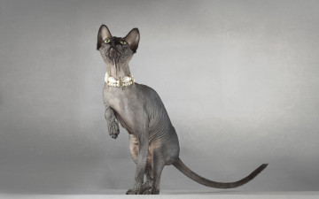 Картинка животные коты фон сфинкс кошка