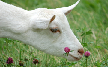 Картинка животные козы козочка клевер