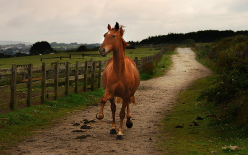 Картинка животные лошади дорога бег лошадь