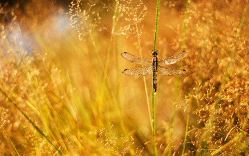 Картинка животные стрекозы капли травинка стрекоза роса блики метелки трава