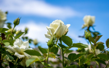 Картинка цветы розы бутоны белые