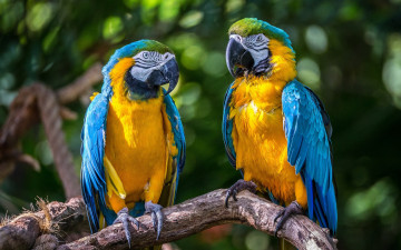 Картинка животные попугаи ара сине-жёлтый парочка птицы