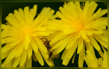Картинка цветы одуванчики макро жёлтые