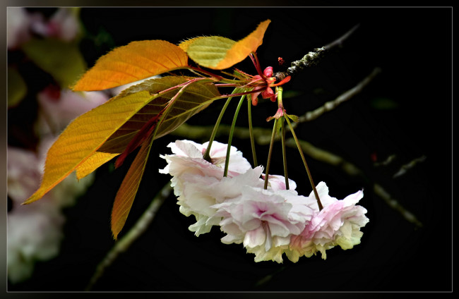 Обои картинки фото цветы, сакура,  вишня, весна, листья, ветка