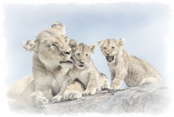 Картинка рисованное животные +львы акварель львиная семья львица с детенышами рисунок льва
