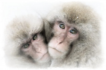 Картинка рисованное животные +обезьяны акварель обезьяна
