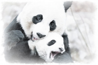 обоя рисованное, животные,  панды, панда, с, детенышем, акварель