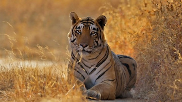 Картинка рисованное животные +тигры акварель тигр