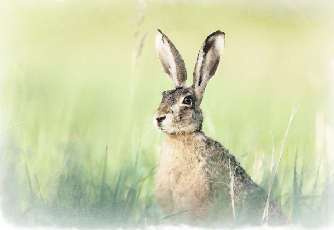 Обои картинки фото рисованное, животные,  зайцы,  кролики, заяц, акварель