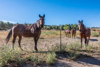 Картинка животные лошади кони гнедые ограда