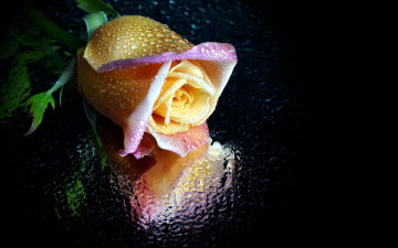 Картинка цветы розы одиночка роза бутон отражение капли