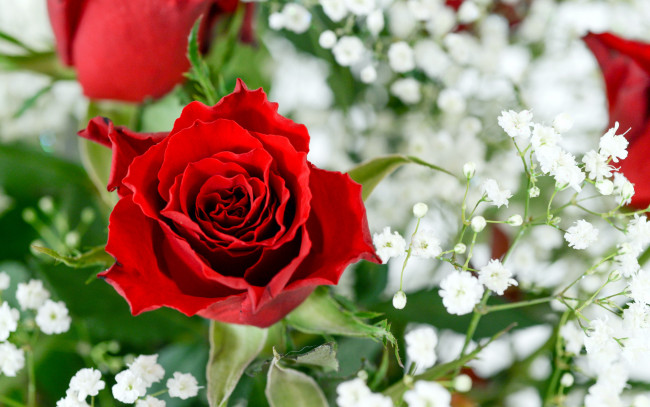 Обои картинки фото цветы, розы, бутон, роза, алый