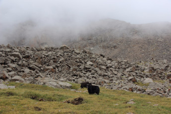 Картинка кино+фильмы nomadland горы камни туман трава яки