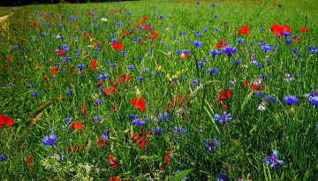 Картинка цветы луговые+ полевые +цветы трава маки васильки