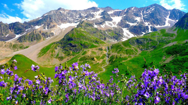 Обои картинки фото природа, горы, снег, панорама, цветы