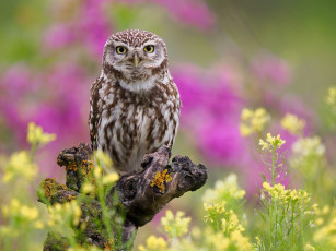 Картинка животные совы взгляд цветы сова птица поляна коряга рапс сыч