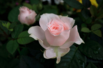 Картинка цветы розы нежная розовая роза