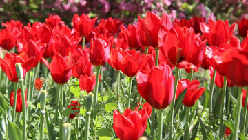 Картинка цветы тюльпаны красные много