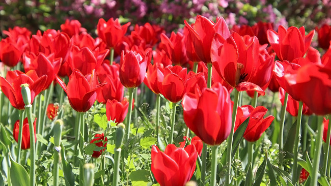 Обои картинки фото цветы, тюльпаны, красные, много