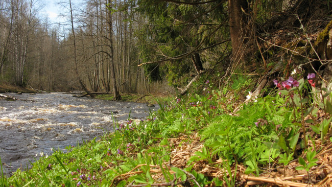 Обои картинки фото лес, природа, реки, озера, деревья, весна, май, карелия, река, цветы