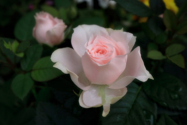 Обои картинки фото цветы, розы, нежная, розовая, роза