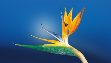Картинка цветы стрелиция+ райская+птица экзотика
