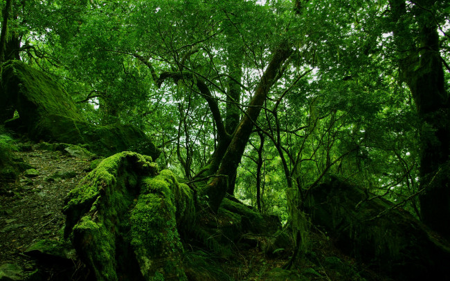 Обои картинки фото природа, лес