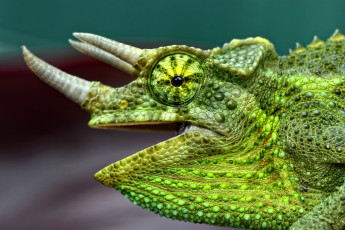 Картинка животные хамелеоны зеленый рога