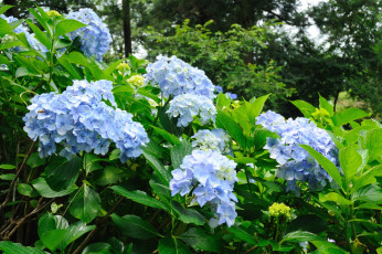 Картинка цветы гортензия синие листья
