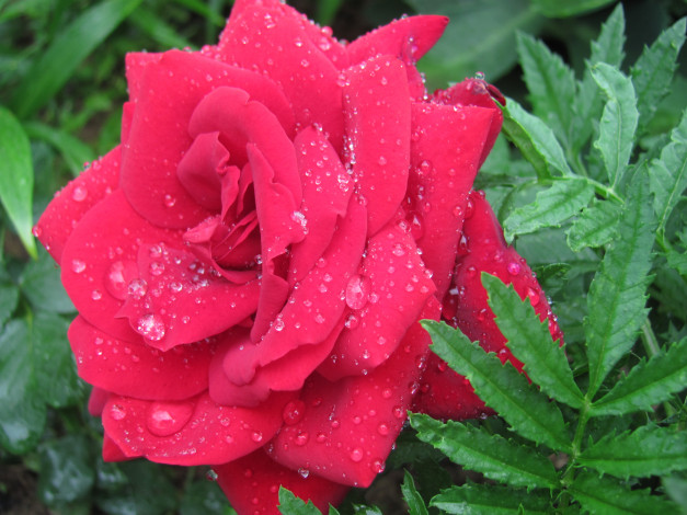Обои картинки фото цветы, розы, красный, цветок, много, капель, воды