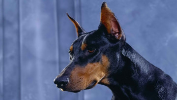 Картинка доберман животные собаки внимание взгляд собака