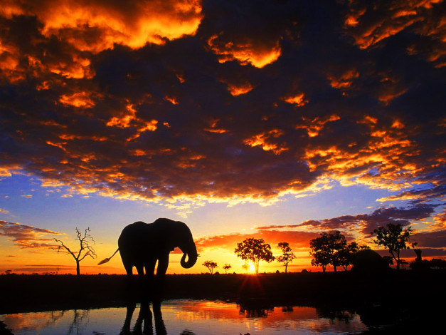 Обои картинки фото животные, слоны, облака, закат, сафари, слон