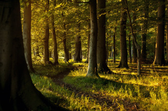 Картинка природа лес деревья стволы трава тропинка свет