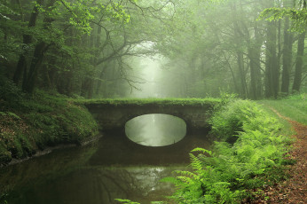 Картинка природа реки озера река мост лес папоротник тропинка отражение