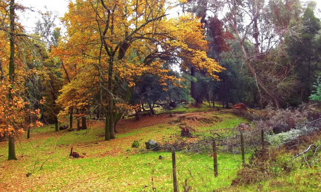 Обои картинки фото природа, лес, желтые, кроны, трава, ограда, опушка, осень