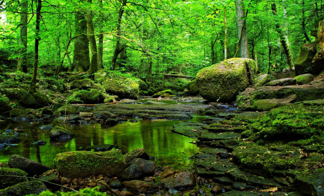 Обои картинки фото природа, реки, озера, камни, мох, трава, ручей, лес, чаща