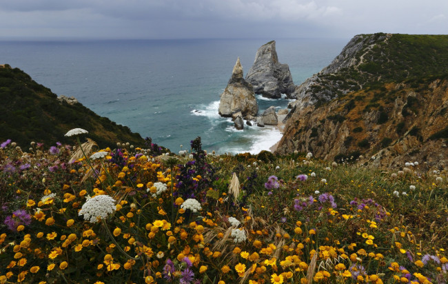 Обои картинки фото природа, побережье, океан, бухта, скалы, луг, цветы
