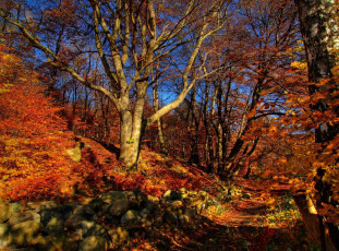 Картинка природа лес камни деревья склон тропа осень