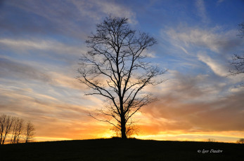 Картинка природа деревья дерево закат облака вечер небо