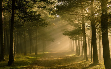 Картинка природа дороги свет лес