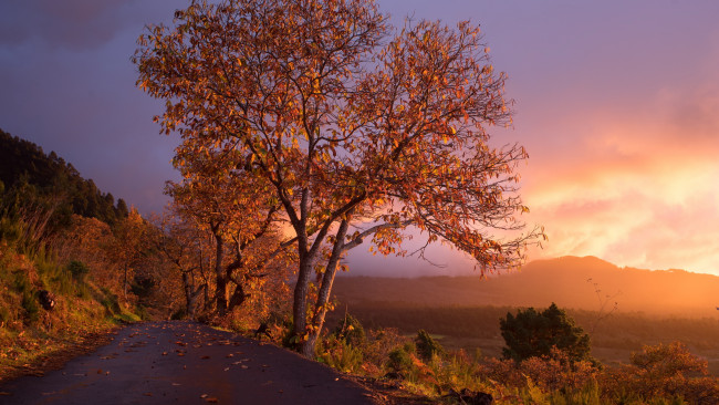 Обои картинки фото природа, дороги, дерево, закат, дорога