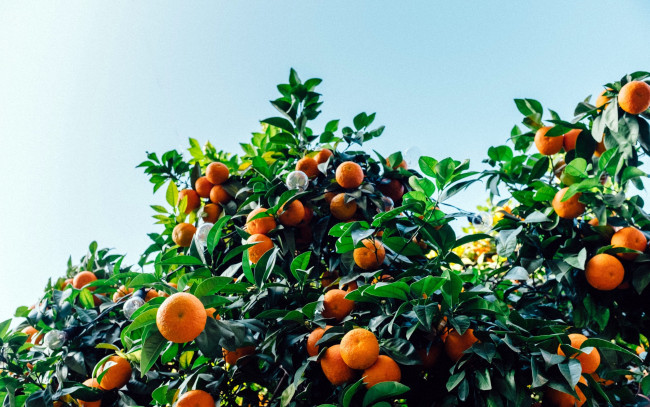 Обои картинки фото природа, плоды, мандарины