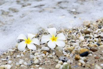 обоя цветы, плюмерия, beach, галька, песок, sea, камни, summer, plumeria, море, волны, wave, пляж, sand, pebbles, лето